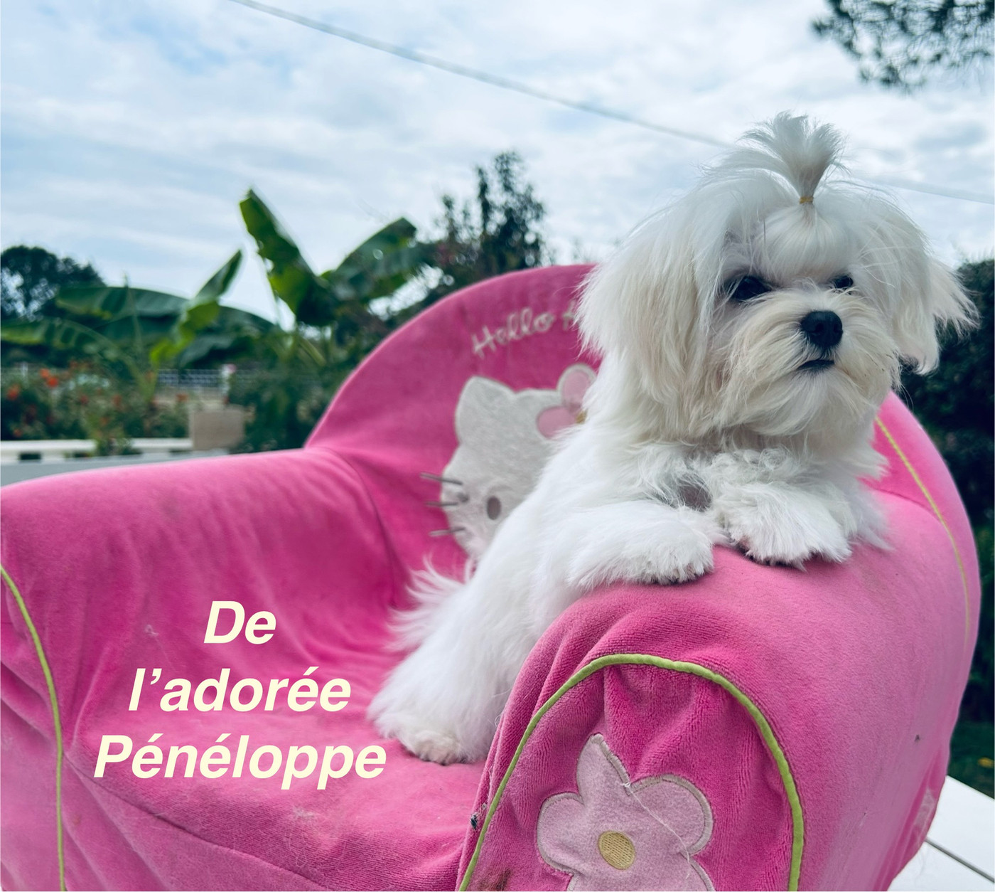 de L'Adoree Peneloppe - Chiots disponibles - Bichon maltais