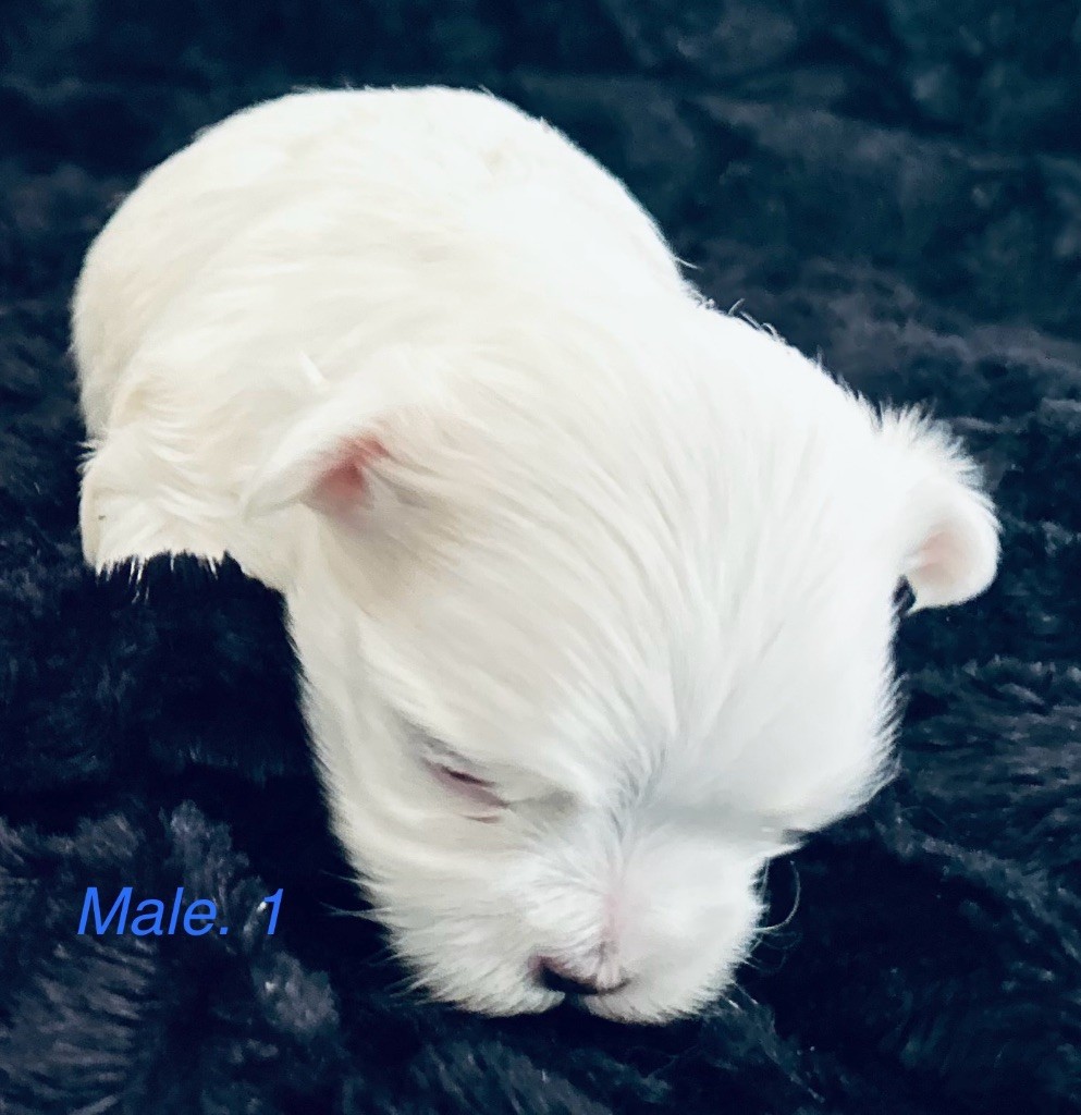 de L'Adoree Peneloppe - Bichon maltais - Portée née le 19/09/2025