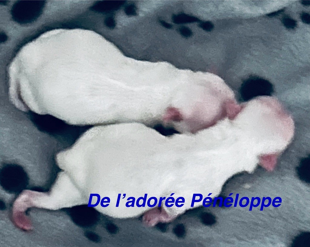 Chiot Bichon maltais de L'Adoree Peneloppe