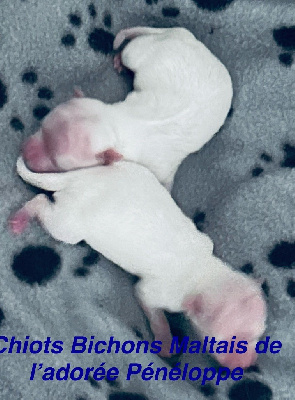 CHIOT 1