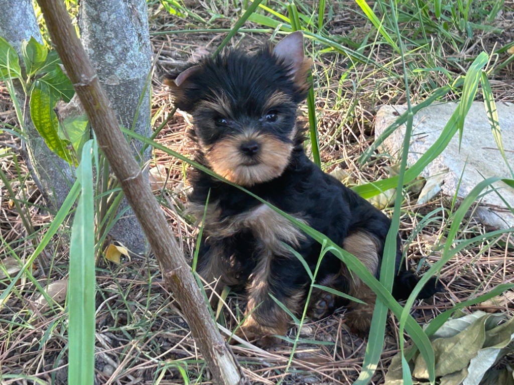 de L'Adoree Peneloppe - Yorkshire Terrier - Portée née le 28/06/2025