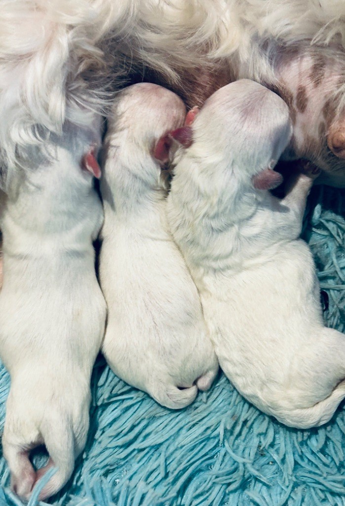 de L'Adoree Peneloppe - Chiots disponibles - Bichon maltais