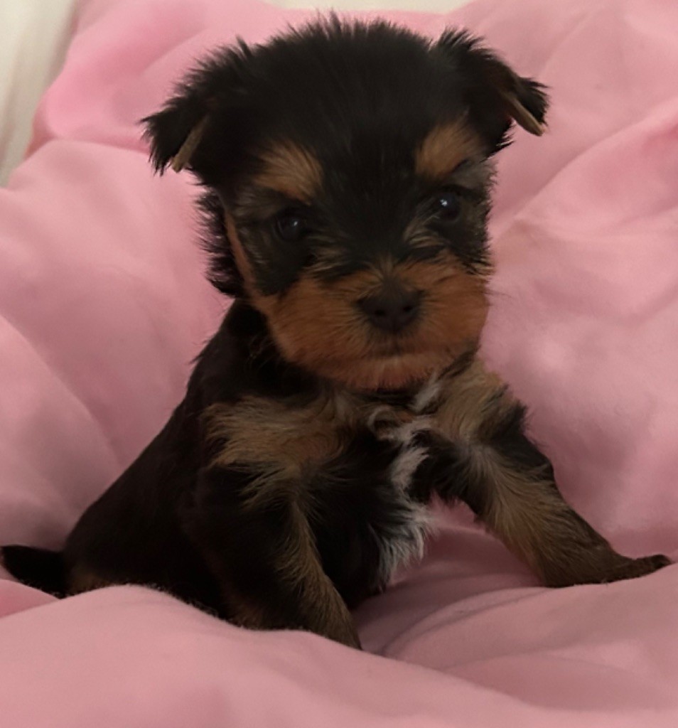 de L'Adoree Peneloppe - Chiots disponibles - Yorkshire Terrier