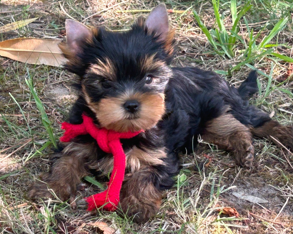 de L'Adoree Peneloppe - Yorkshire Terrier - Portée née le 28/06/2025
